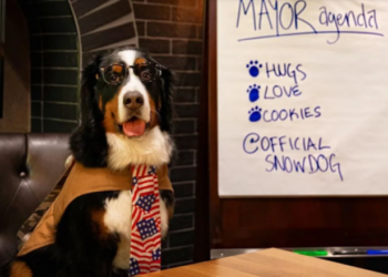 Мэром американского города-курорта стала собака (ВИДЕО)