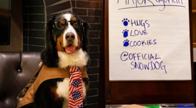 Мэром американского города-курорта стала собака (ВИДЕО)