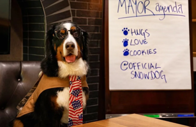 Мэром американского города-курорта стала собака (ВИДЕО) 1