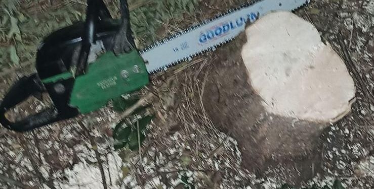 В Арбузинском районе незаконно спилили два ясеня