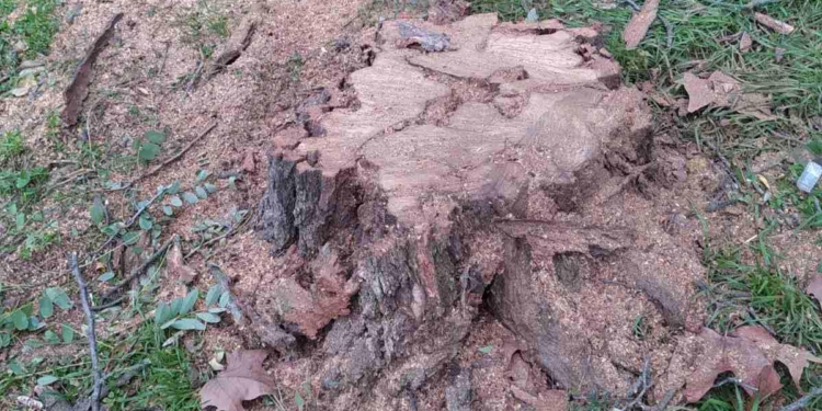 На ул.28-й Армии в Николаеве спилили две и обкорнали 9 акаций – Госэкоинспекция обратилась в полицию (ФОТО)