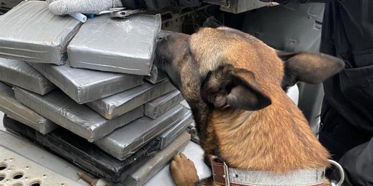 Одесские таможенники снова обнаружили в бананах кокаин на $4 млн. (ФОТО)