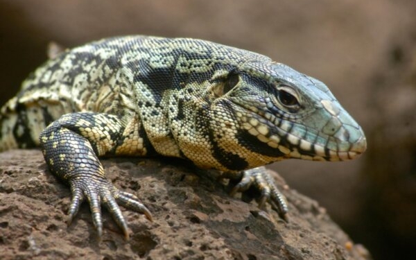 Югу США угрожают ящерицы размером с собаку