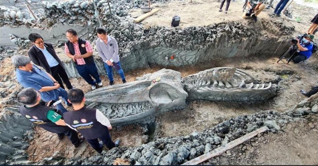 В Таиланде обнаружили скелет кита возрастом более 5 тысяч лет 1