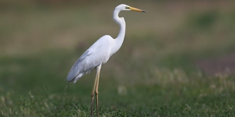 111 видов: Минприроды утвердило перечень представителей фауны, подлежащих особой охране в Николаевской области