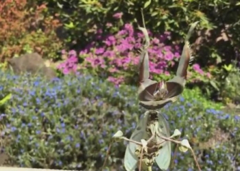 Хорошо, что у нас такие не водятся. «Чертов цветок» – американка показала своего любимца во всей красе (ВИДЕО)