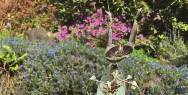 Хорошо, что у нас такие не водятся. «Чертов цветок» – американка показала своего любимца во всей красе (ВИДЕО)