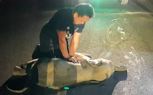 В Таиланде спасатель сделал слоненку массаж сердца и вернул его к жизни (ВИДЕО)