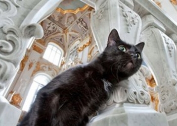 Коты Эрмитажа получат наследство из Франции
