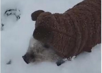 Любовь с первого взгляда: как маленький мини-пиг радуется снегу (ВИДЕО)