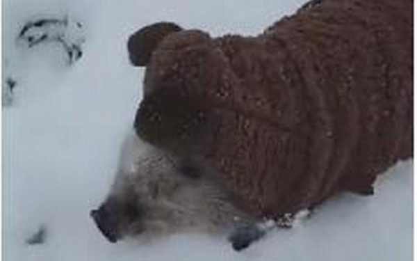 Любовь с первого взгляда: как маленький мини-пиг радуется снегу (ВИДЕО)