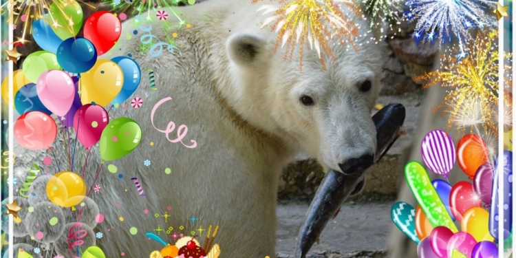Рожденной в Николаевском зоопарке белой медведице Сметанке сегодня – три года (ФОТО)