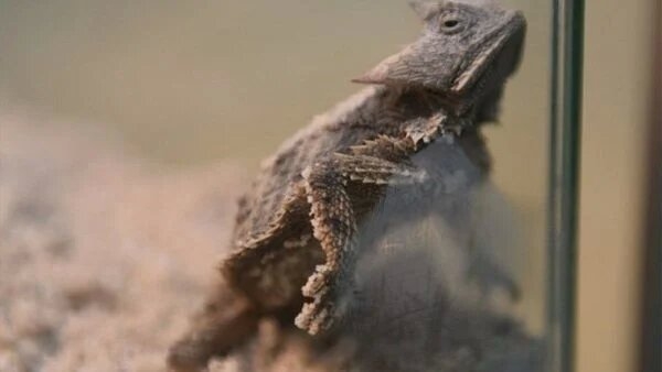 В Германии обнаружили контрабанду редких рептилий, которых зашили в кукол (ФОТО)