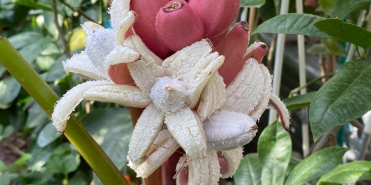 Жительница Запорожья выращивает редкие розовые бананы и много других экзотов (ФОТО, ВИДЕО)