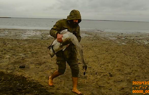 В нацпарке “Тузловские лиманы” гибнут лебеди, гуси и другие птицы от агрохимикатов (ФОТО)