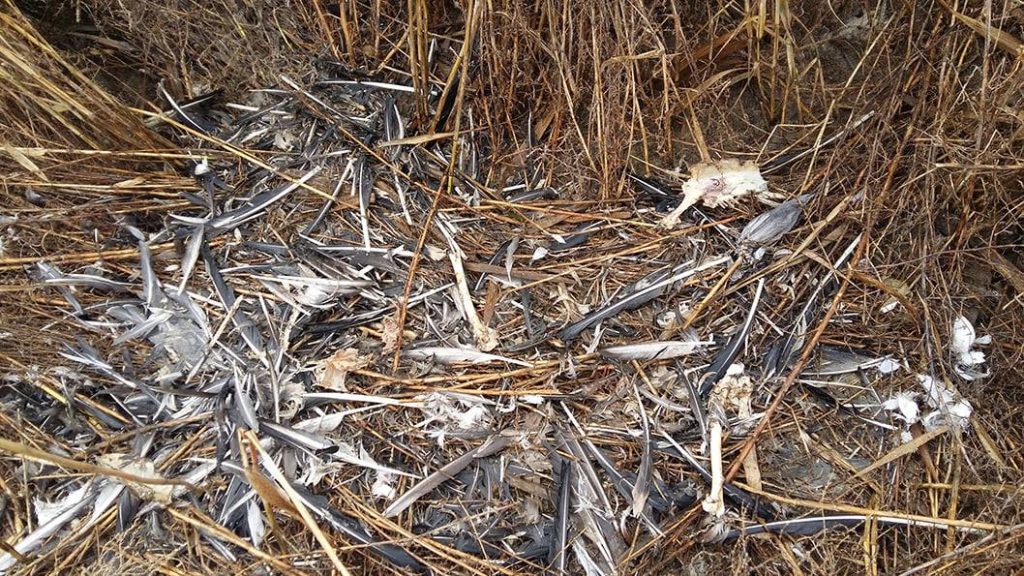 В нацпарке "Тузловские лиманы" гибнут лебеди, гуси и другие птицы от агрохимикатов (ФОТО) 5