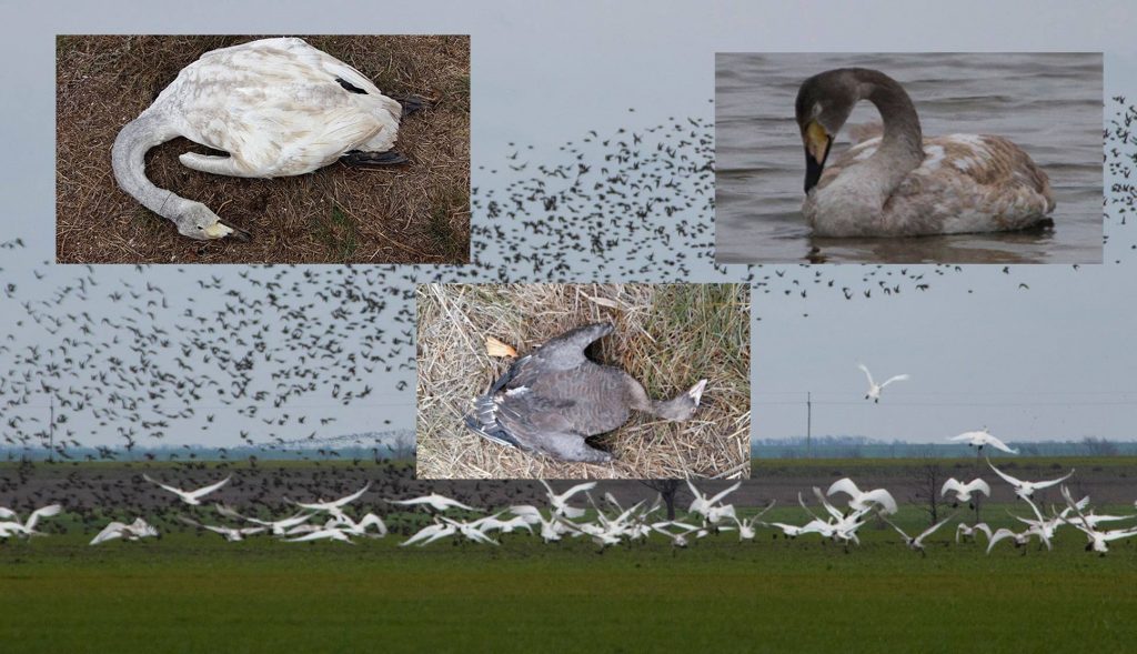 В нацпарке "Тузловские лиманы" гибнут лебеди, гуси и другие птицы от агрохимикатов (ФОТО) 1