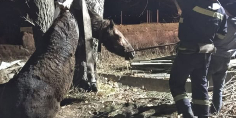 Невнимательный Орлик: на Николаевщине поздним вечером спасатели достали коня из колодца (ФОТО)