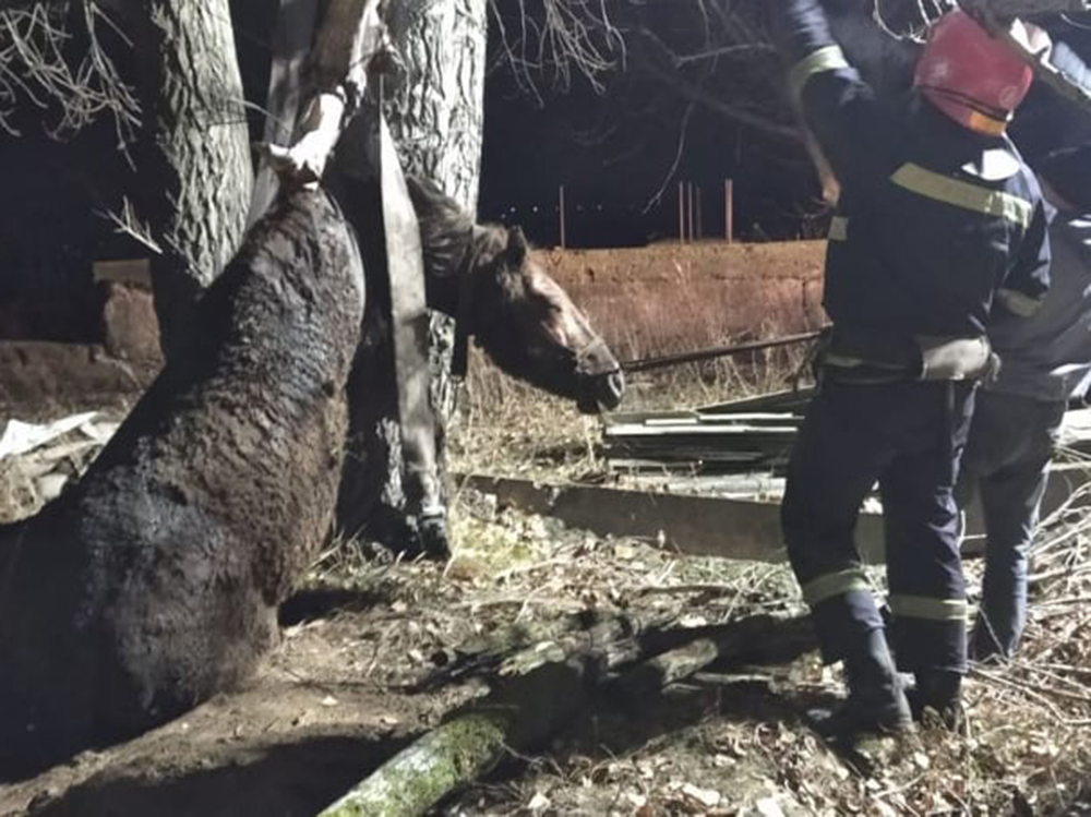 Невнимательный Орлик: на Николаевщине поздним вечером спасатели достали коня из колодца (ФОТО) 5