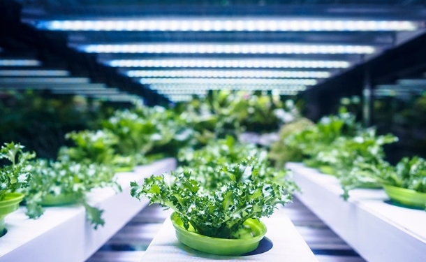 Крупнейшая в Европе вертикальная ферма открылась возле Копенгагена (ФОТО)