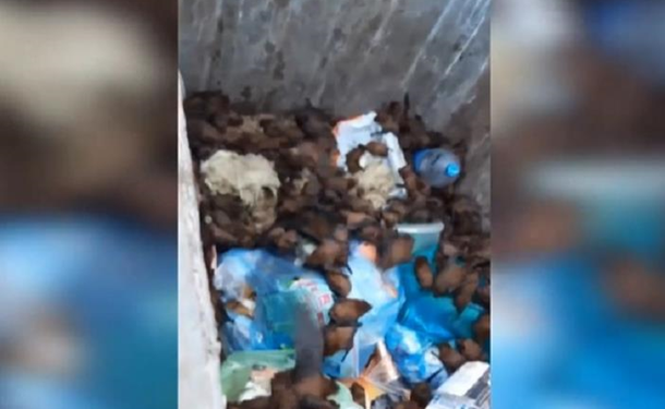 В Запорожье из мусорного контейнера достали почти 700 летучих мышей – они оказались краснокнижными (ВИДЕО)