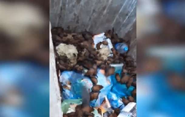 В Запорожье из мусорного контейнера достали почти 700 летучих мышей - они оказались краснокнижными (ВИДЕО) 1