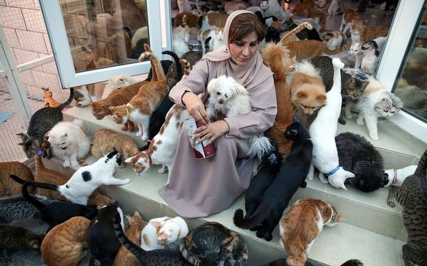 Кошек много не бывает? У жительницы Омана их 480. И 12 собак (ФОТО, ВИДЕО)