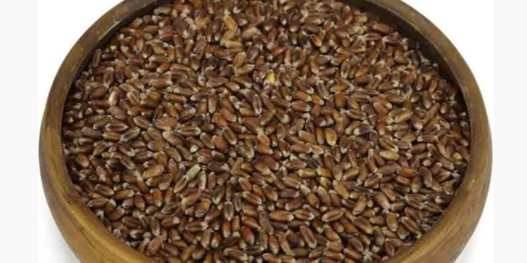 Хлебная мода. В Украине будут выращивать черную и синюю пшеницу – ее создали одесские селекционеры