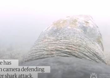 Озверели все. Морская черепаха атаковала акулу (ВИДЕО)