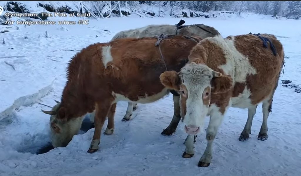 Нам не понять, но есть бюстгальтеры для коров. В Якутии их вымя кутают в заячьи меха (ВИДЕО) 1