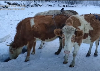 Нам не понять, но есть бюстгальтеры для коров. В  Якутии их вымя кутают в заячьи меха (ВИДЕО)