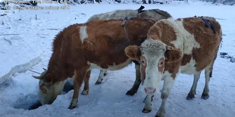 Нам не понять, но есть бюстгальтеры для коров. В  Якутии их вымя кутают в заячьи меха (ВИДЕО)