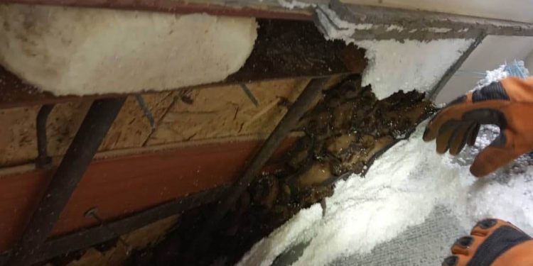 Жуть. На балконе жилого дома в Днепре обнаружили колонию летучих мышей – 500 штук (ФОТО, ВИДЕО)