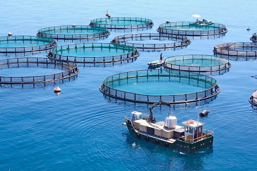 От водорослей до гребешков: Николаевщина имеет богатые возможности для аквафермерства (ВИДЕО)