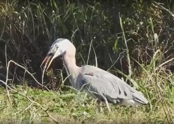Мир перевернулся. Теперь цапли охотятся на аллигаторов (ВИДЕО)