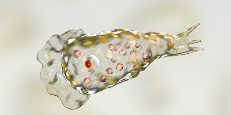 Купаться в реках и озерах будет опасно – потепление климата привело к быстрому распространению амебы-мозгоеда (ФОТО)