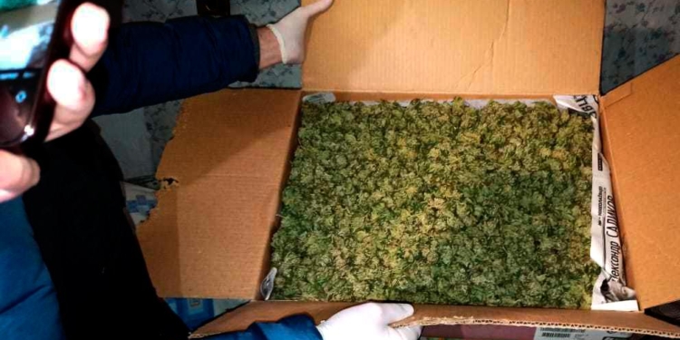 “Для себя”. В Николаеве изъяли каннабиса на 200 тыс.грн. (ФОТО, ВИДЕО)