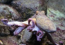 Осьминоги пинками управляют рыбами