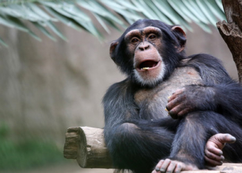 Любовь к чистоте. В зоопарке Таллина шимпанзе решил сам убрать вольер и помыть окна (ВИДЕО)