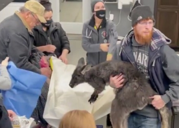 В США полицейские, пожарные и рыбаки два часа ловили сбежавшего от хозяина кенгуру (ВИДЕО)