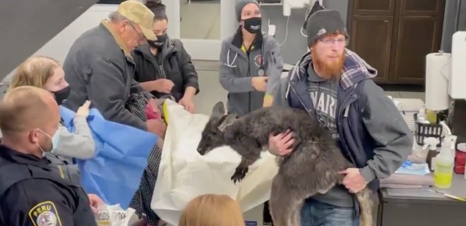 В США полицейские, пожарные и рыбаки два часа ловили сбежавшего от хозяина кенгуру (ВИДЕО)