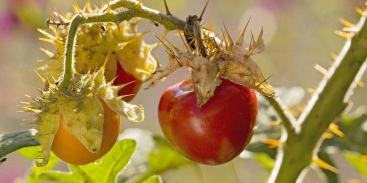 Не елка, но с иголками. Новый тренд аграриев – колючие томаты (ФОТО)