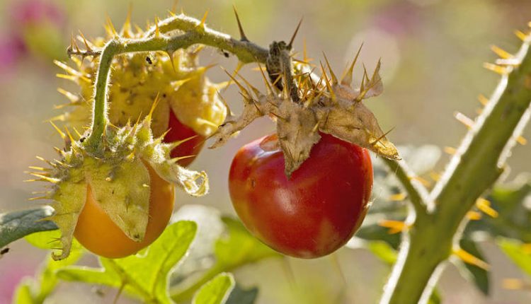 Не елка, но с иголками. Новый тренд аграриев — колючие томаты (ФОТО)