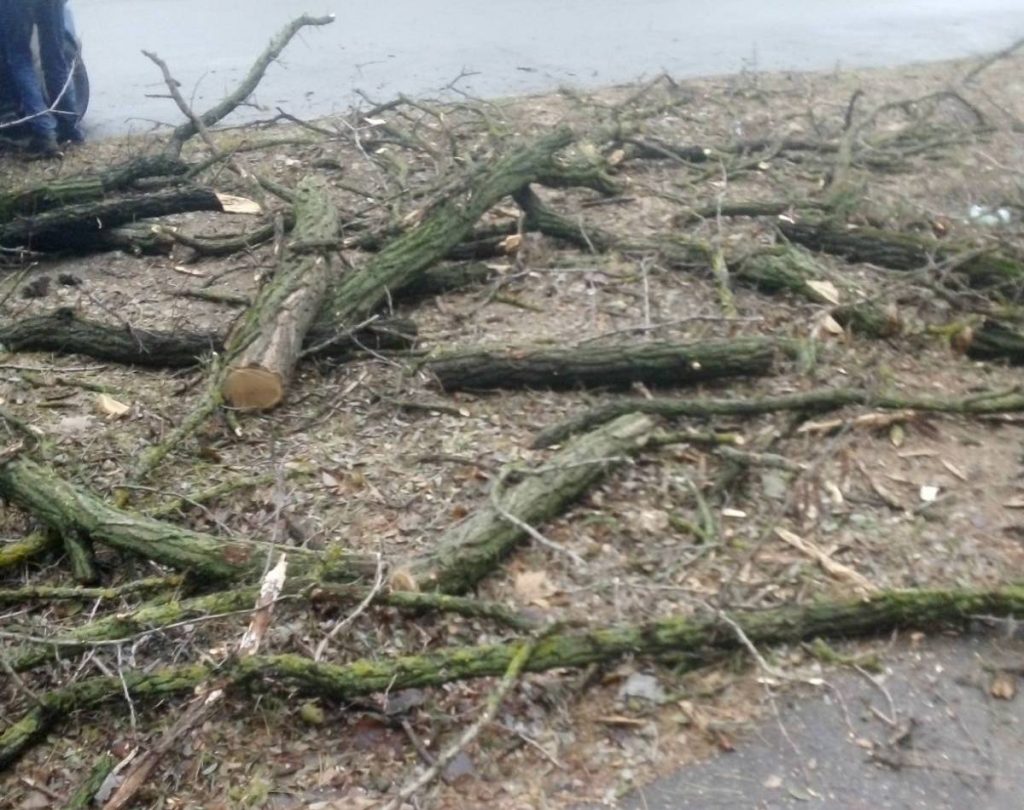 4 под корень, еще 13 сильно обрезаны: на ул.Киевской в Николаеве попилили деревья (ФОТО) 5