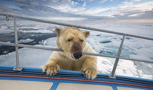 Удивительная встреча яхтсменки с белым медведем, запечатленная фотографом дикой природы (ФОТО)