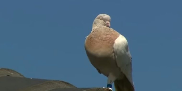 В Австралии усыпят гоночного голубя, который преодолел 13 тыс.км, прилетев из США