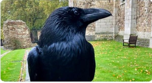 В лондонском Тауэре переживают – пропала королева воронов Мерлина