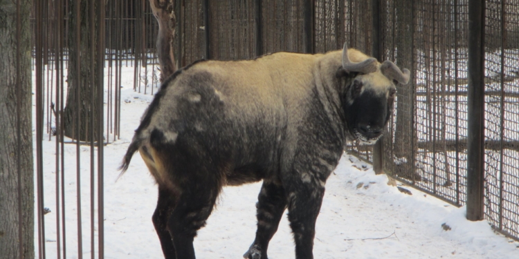 В Николаевском зоопарке рассказали и показали, как зимуют звери (ФОТО)