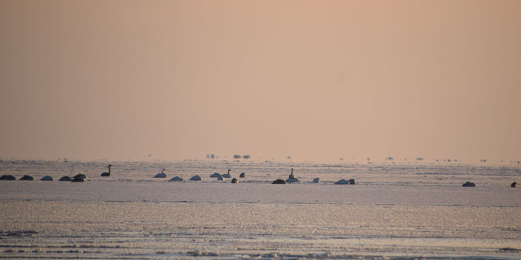 С лебедями все нормально: под Николаевом спасатели проверяли информацию о вмерзших в лед птицах (ФОТО, ВИДЕО)