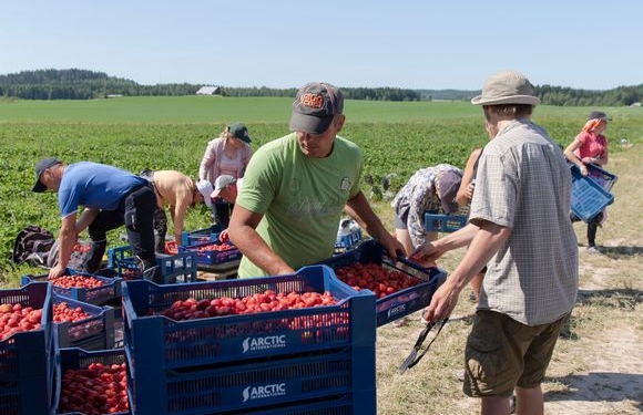 Первые украинские сезонные работники прилетят в Финляндию уже в марте